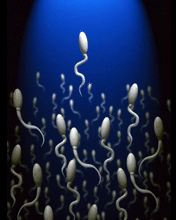 Sperms.gif