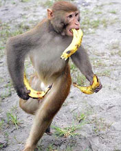 bananamonkey.jpg